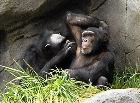 chimp armpit